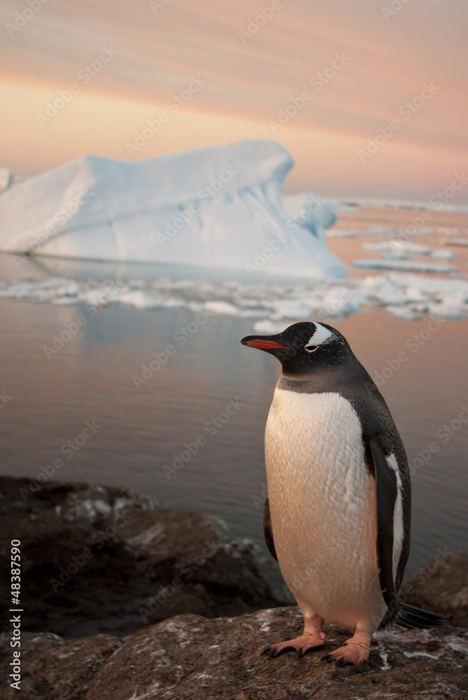 Obraz premium Gentoo penguin at sunset.