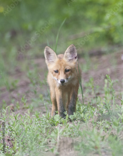 Fox cub walking on a forest path. © Tarpan