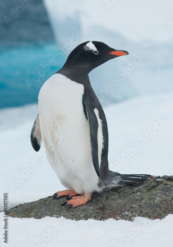 Gentoo penguin  Pygoscelis papua  on the background of the icebe