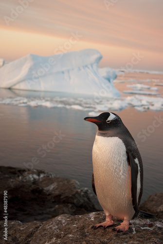 Gentoo penguin at sunset.