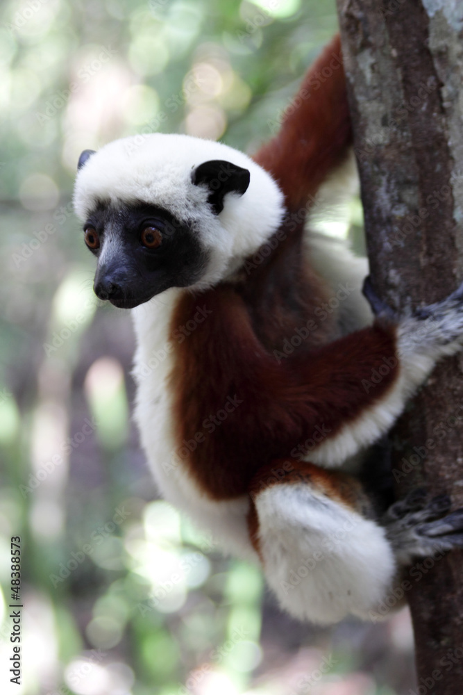 Obraz premium Lémurien