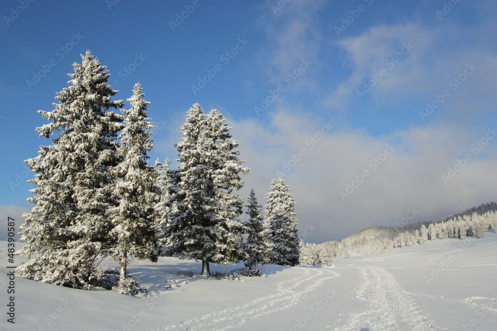 Fir tree in winter, Jura mountain, Switzerland