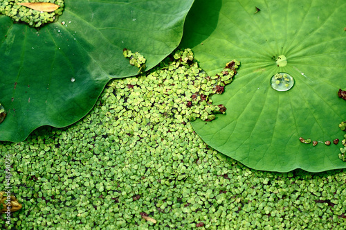 Lotus leaf photo