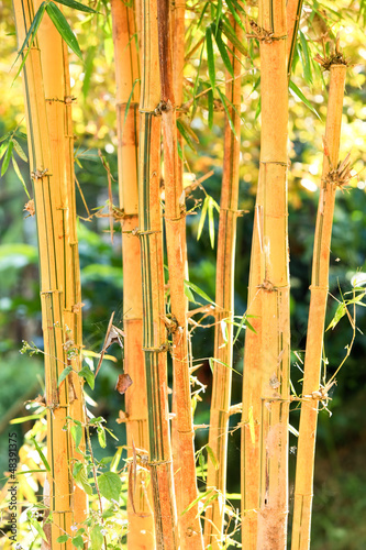 golden bamboo