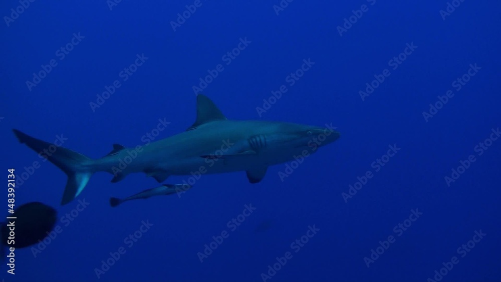 grey shark
