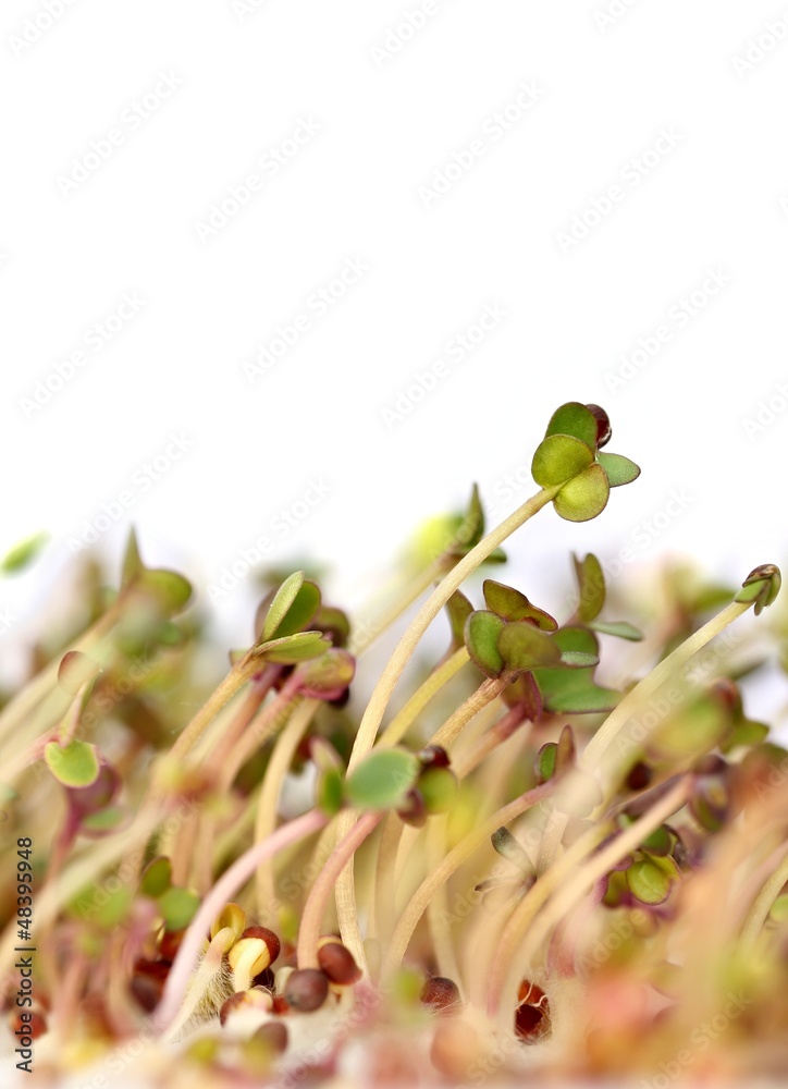 Mustard Seed Sprouts on a white background Mustard Seed Sprouts on a white background
