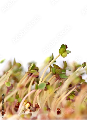 Mustard Seed Sprouts on a white background