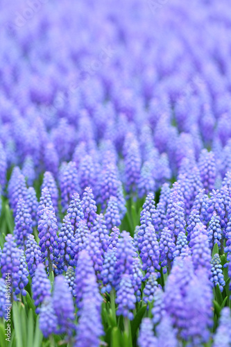flower  muscari botryoides