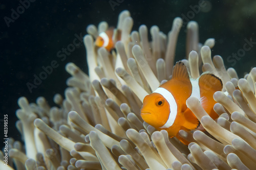 An isolated clown fish looking at you in Cebu Philippines photo