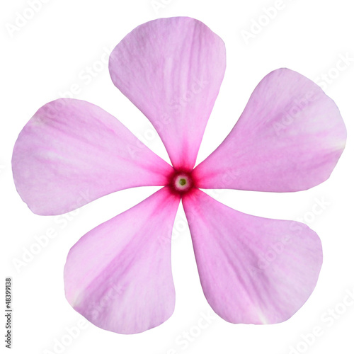 Pink Periwinkle Flower Isolated on White