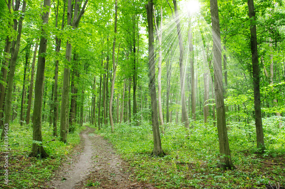 Obraz premium green forest