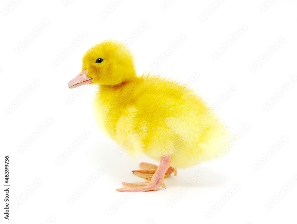 yellow duck