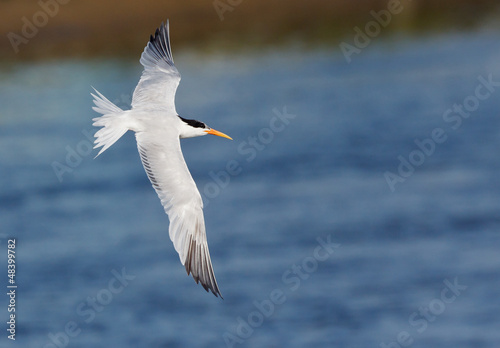 Elegant Tern, Thalasseus elegans, in flight over water