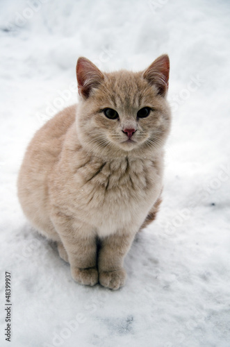 kitten on snow