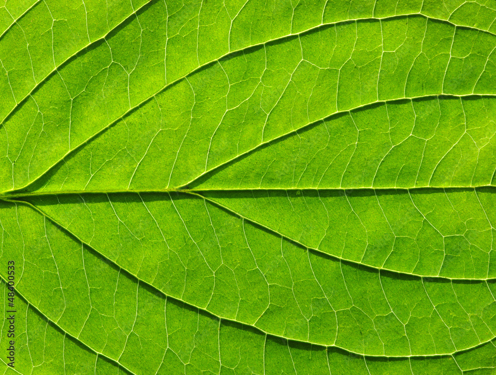 leaf texture leaf texture