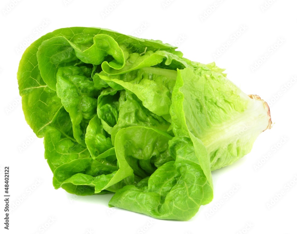 A head of Lettuce on a white background A head of Lettuce on a white background