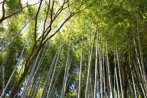 Japan bamboo grove in Mount Yoshino