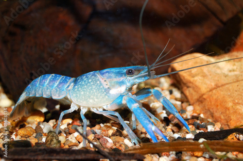 colorful Australian blue crayfish - cherax quadricarinatus in aq photo