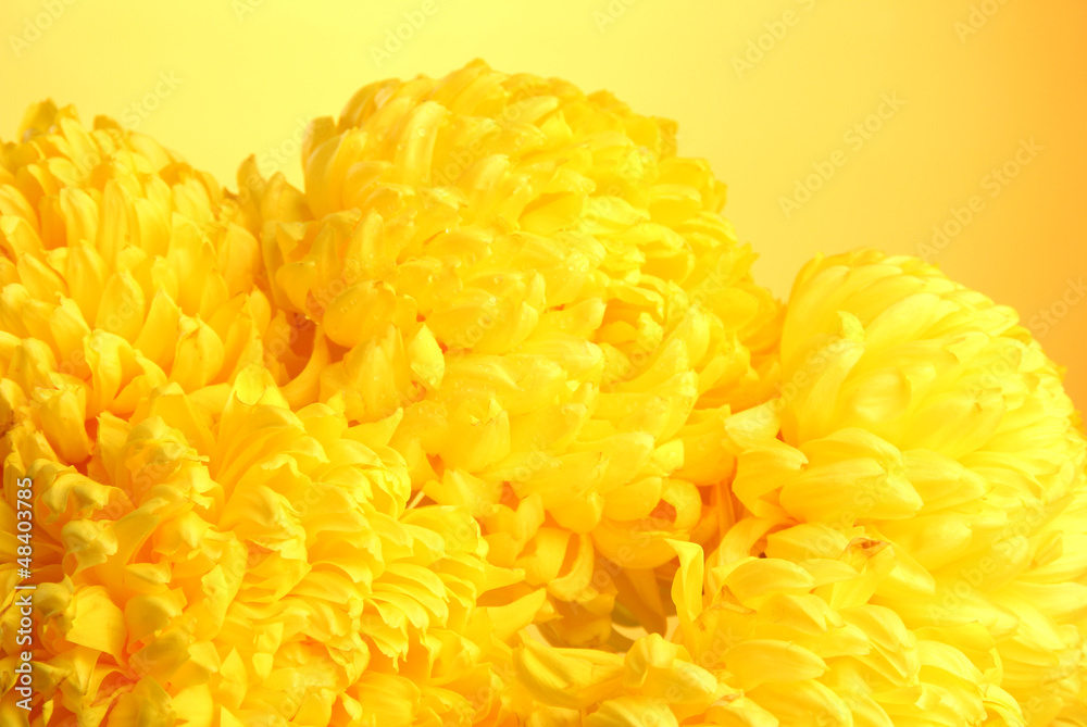 bright chrysanthemums flowers, on yellow background bright chrysanthemums flowers, on yellow background