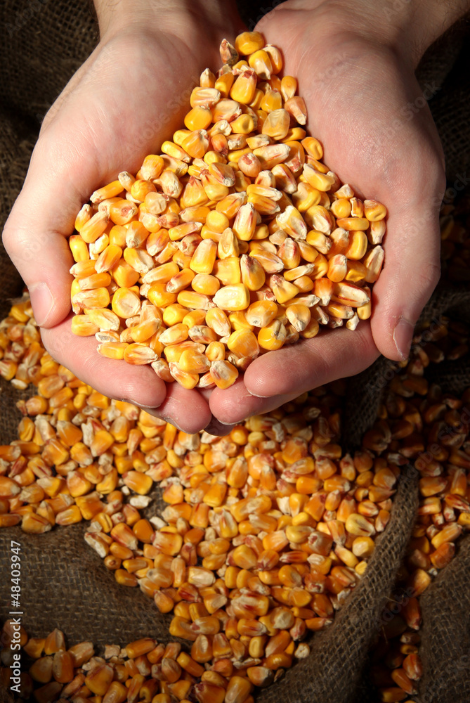 man hands with grain, on yellow corn background man hands with grain, on yellow corn background