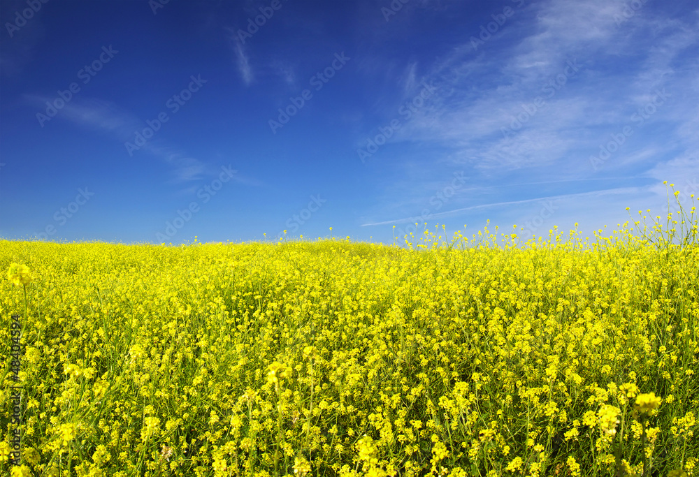 Natural landscape in the summer time.