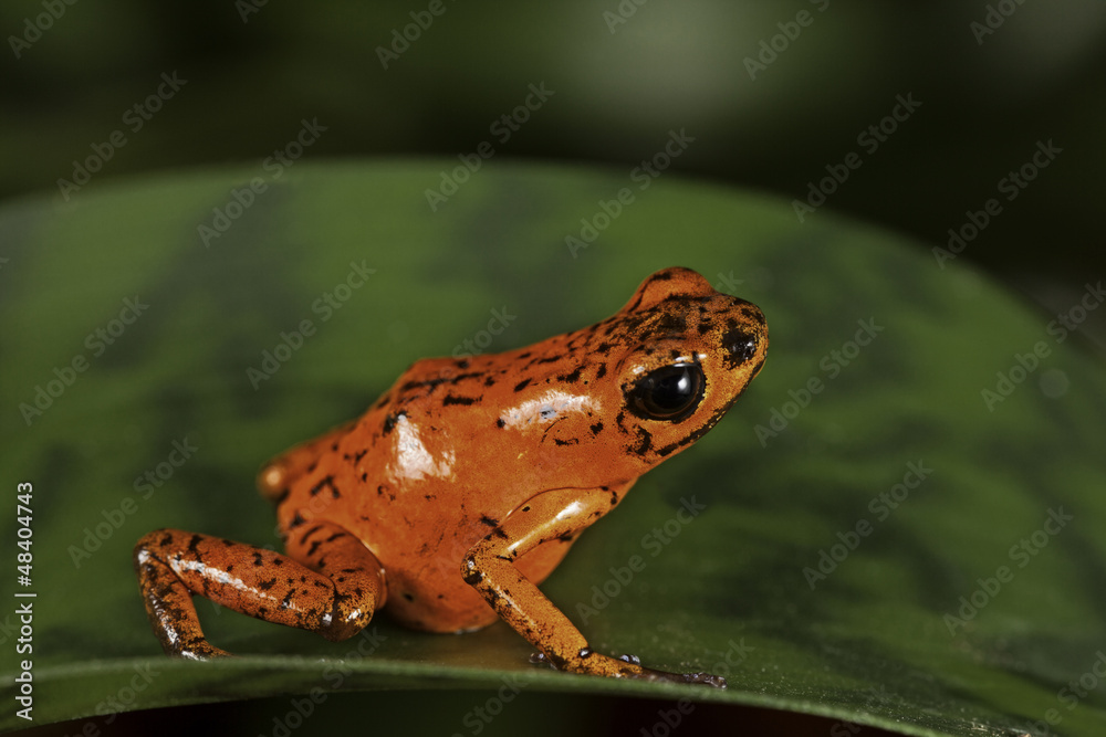 Obraz premium red poison frog