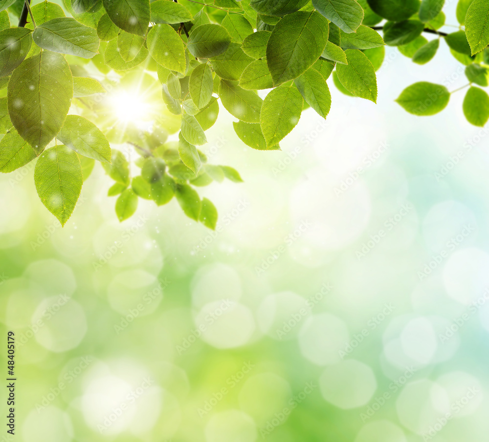 spring background spring background