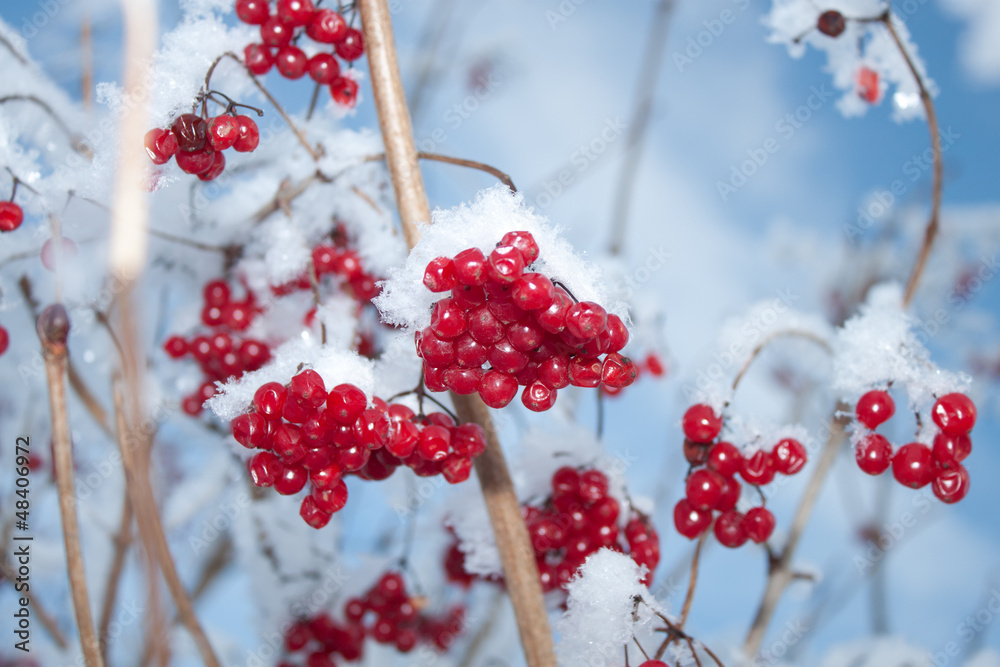 Viburnum berries covered with snow