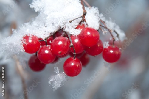 Viburnum berries covered with snow