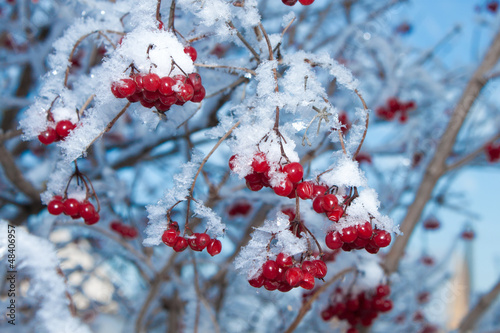 Viburnum berries covered with snow