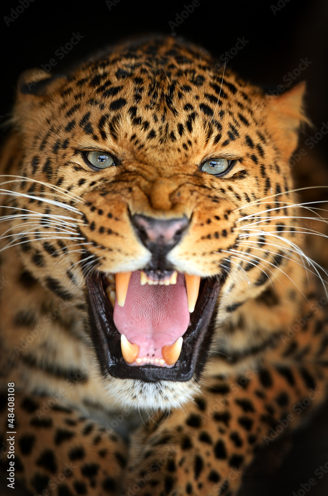 Leopard