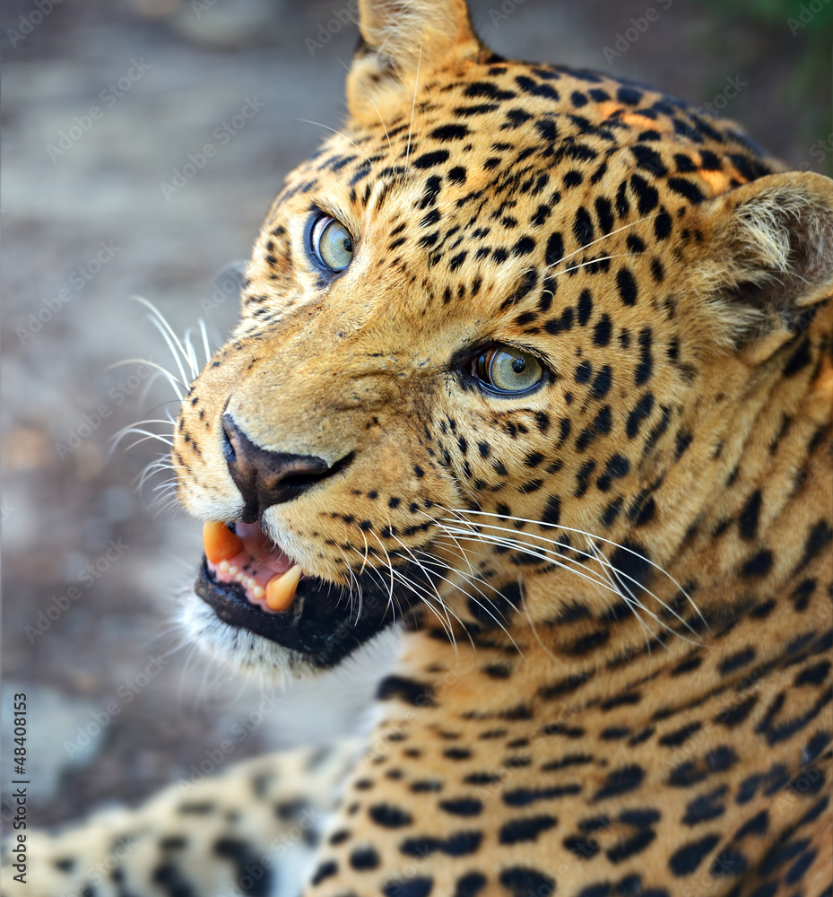 Obraz premium Leopard