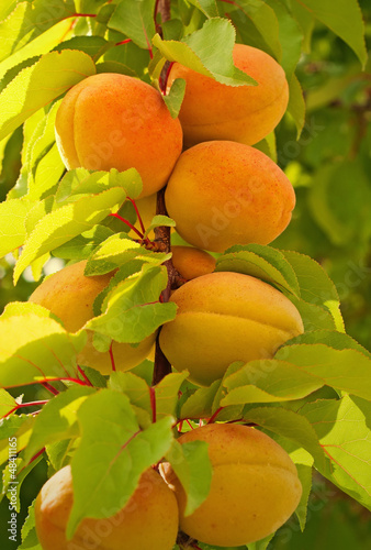 albicocche mature