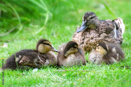 duck and little ducklings © alinamd