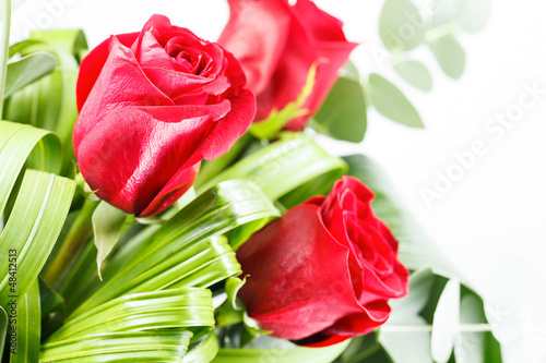 Beautiful red roses on a white background