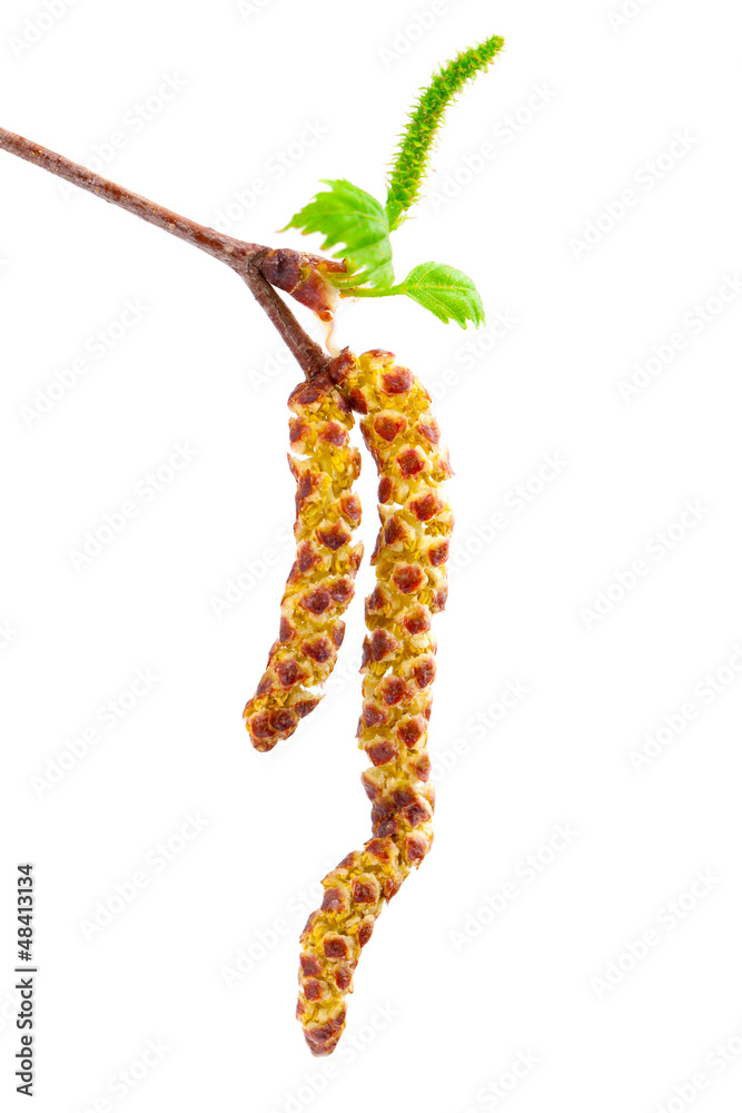 Obraz premium spring twig birch with green leaves and catkins, on a white back