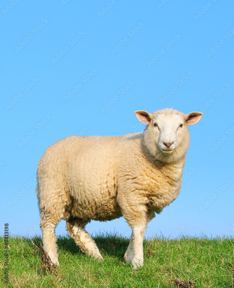 Naklejka premium Sheep standing on seawall