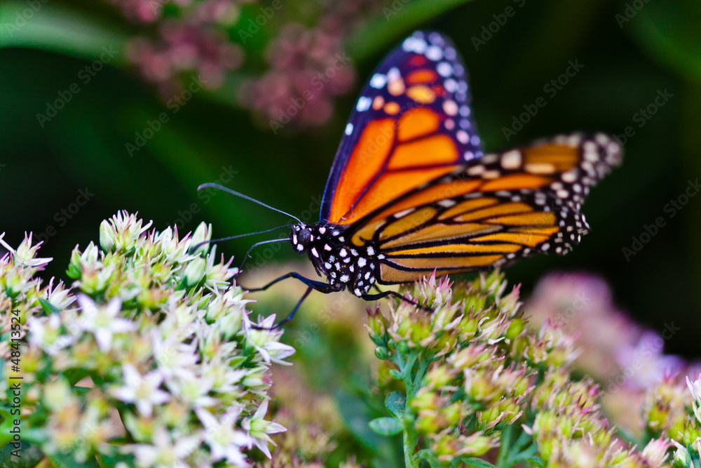 Obraz premium Monarchfalter (Danaus plexippus)