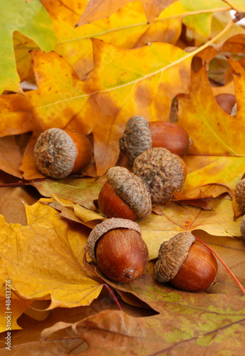 brown acorns on autumn leaves, close up