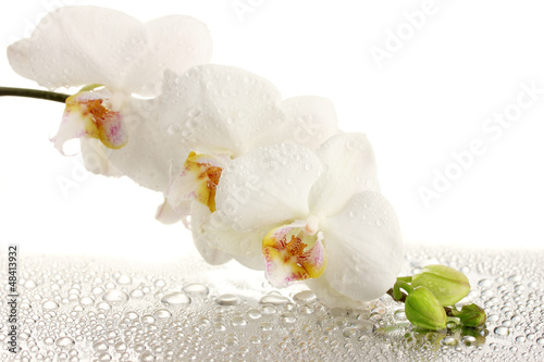 Fototapeta Naklejka Na Ścianę i Meble -  white beautiful orchid with drops
