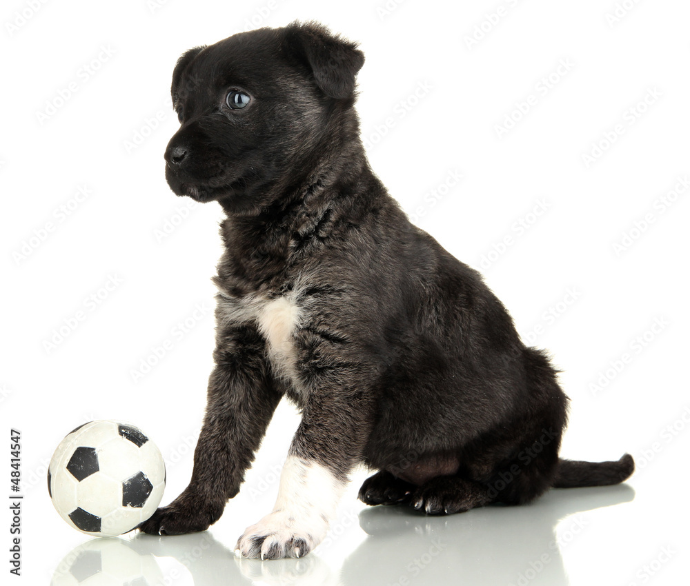 Cute puppy with ball isolated on white