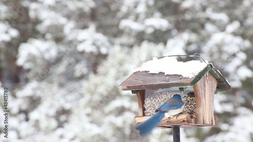 Western Scrub Jay bird eating from a feeder in winter photo