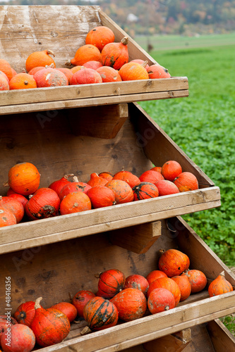 Frische orangene kürbisse, auf einem Feld im Freien