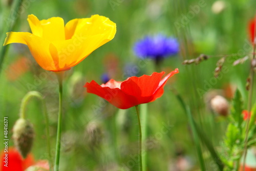 poppies