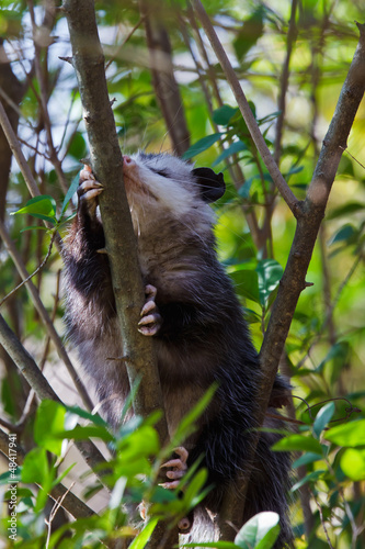 Virginia Opossum (Didelphis virginiana)  in a tree photo