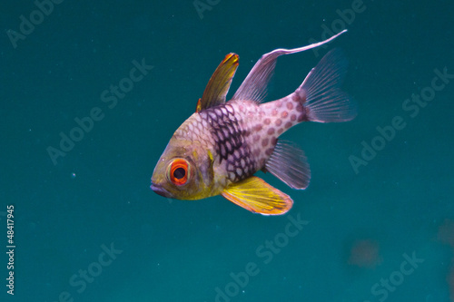 Pajama Cardinalfish, Sphaeramia nematoptera photo