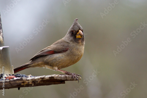 Pyrrhuloxia, the Desert Cardinal, Cardinalis sinuatus photo