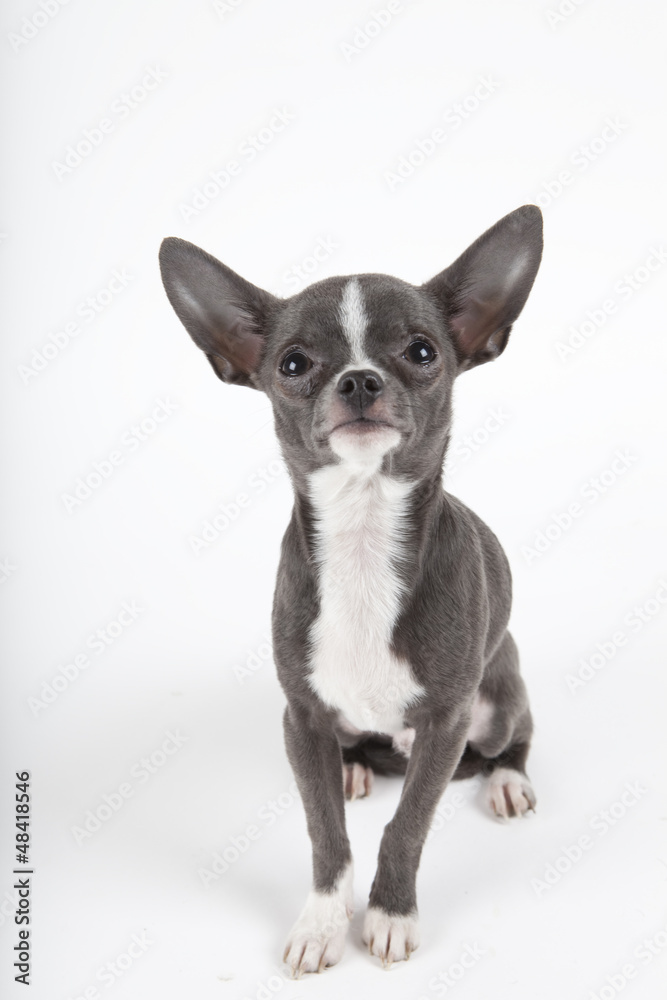 chihuahua bleu chihuahua bleu