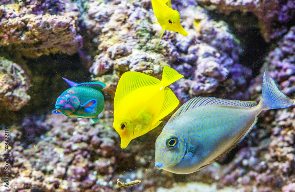 Fototapeta premium Zierfische