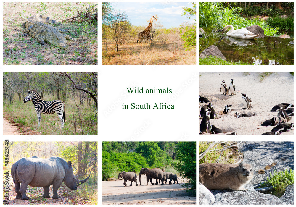 African wild animals collage, South Africa Stock Photo | Adobe Stock